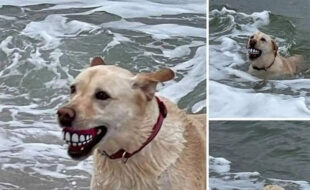 Cachorro sorrindo na praia